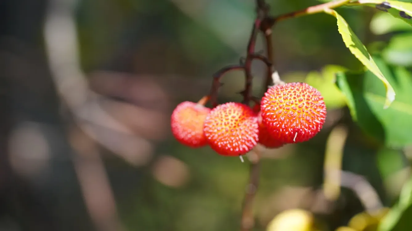 Artur Ferreira from Pixabay