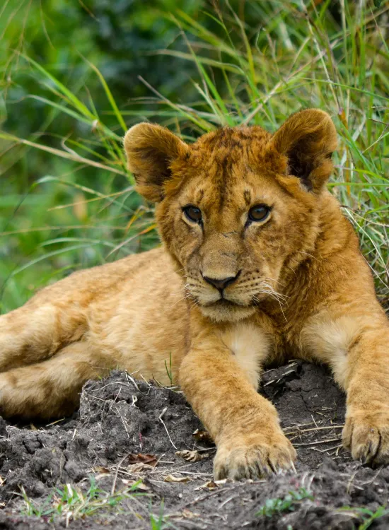 sneha-cecil-roswbY5tHH8-unsplash