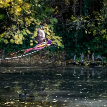 Vladmir Lalić - To Move, is to Bloom