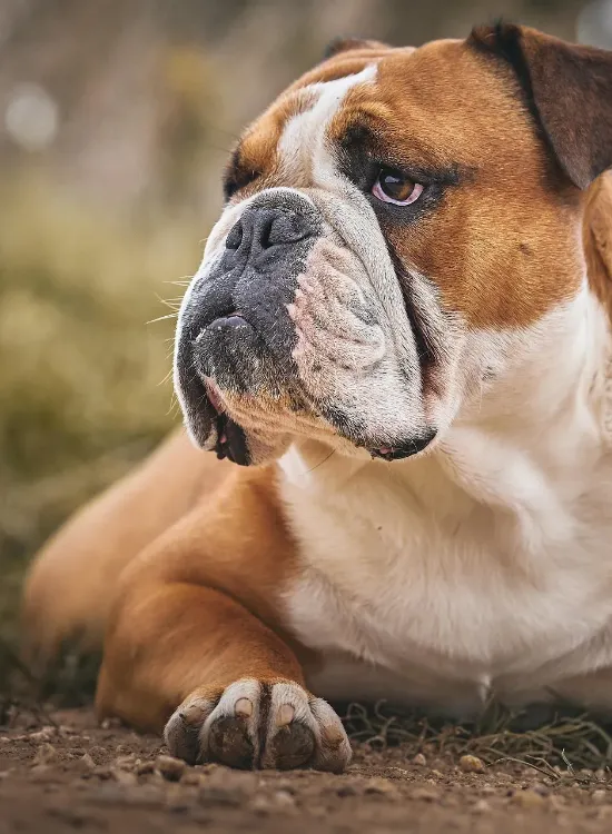 bulldog-7476727_1920