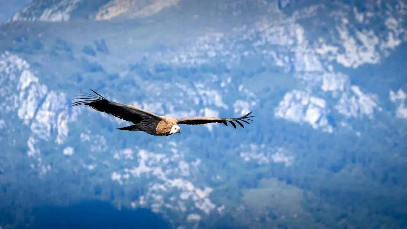 pexels-olympus-33374003